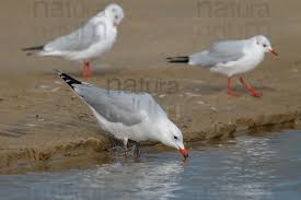 Image result for Larus audouinii