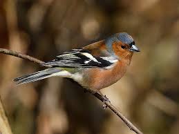 Attēlu rezultāti vaicājumam “Fringilla coelebs”