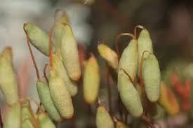 Attēlu rezultāti vaicājumam “Pohlia nutans”