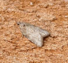 Attēlu rezultāti vaicājumam “Capua vulgana”