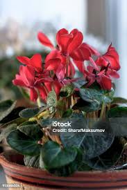Image result for Begonia cucullata var. Hookeri