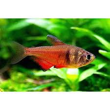 Attēlu rezultāti vaicājumam “Bilimbia tetramera”