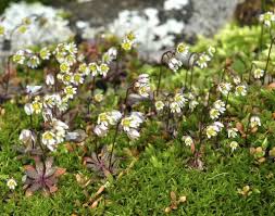 Attēlu rezultāti vaicājumam “Erophila verna”