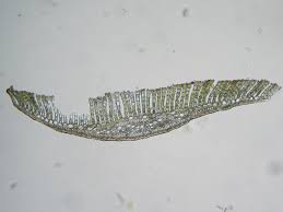 Attēlu rezultāti vaicājumam “Polytrichum commune var. perigoniale”