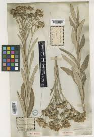 Attēlu rezultāti vaicājumam “Jacobaea paludosa leaf”