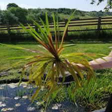 Attēlu rezultāti vaicājumam “Stratiotes aloides leaf”
