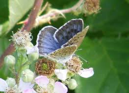 Attēlu rezultāti vaicājumam “Maculinea teleius underside”