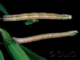 Attēlu rezultāti vaicājumam “Eulithis testata”