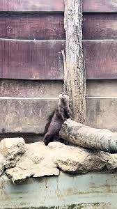 Image result for Otters Old Time Dance Club