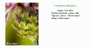 Attēlu rezultāti vaicājumam “Centaurea phrygia bud”