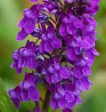 Image result for Linaria purpurea