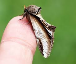 Attēlu rezultāti vaicājumam “Pheosia gnoma”