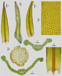 Attēlu rezultāti vaicājumam “Didymodon rigidulus sporophyte”