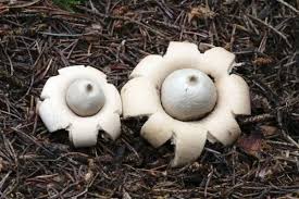 Attēlu rezultāti vaicājumam “Geastrum fimbriatum”