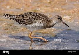 Attēlu rezultāti vaicājumam “Philomachus pugnax”