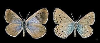 Attēlu rezultāti vaicājumam “Phengaris arion upperside”