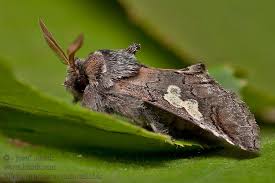 Attēlu rezultāti vaicājumam “Diloba caeruleocephala”