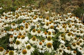 Image result for Echinacea Lustre hybrids