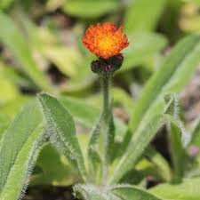 Attēlu rezultāti vaicājumam “Pilosella aurantiaca flower”