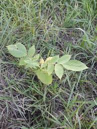 Attēlu rezultāti vaicājumam “Juglans mandshurica female flower”