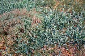Attēlu rezultāti vaicājumam “Atriplex calotheca leaf”