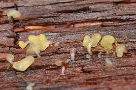 Attēlu rezultāti vaicājumam “Calocera glossoides”