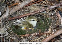 Attēlu rezultāti vaicājumam “Phylloscopus trochiloides”