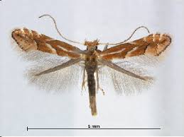 Attēlu rezultāti vaicājumam “Phyllonorycter platanoidella”