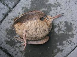 Attēlu rezultāti vaicājumam “Scolopax rusticola”