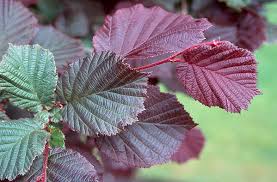 Attēlu rezultāti vaicājumam “Corylus avellana leaf”