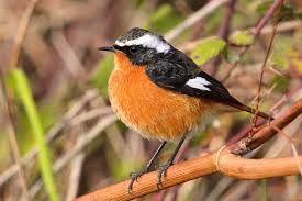 Image result for Phoenicurus moussieri