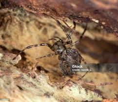 Attēlu rezultāti vaicājumam “Metellina merianae”