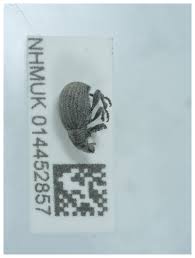 Attēlu rezultāti vaicājumam “Philopedon plagiatum”