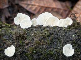 Attēlu rezultāti vaicājumam “Calicium adspersum”