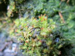 Attēlu rezultāti vaicājumam “Tritomaria exsectiformis”