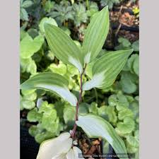 Attēlu rezultāti vaicājumam “Polygonatum odoratum bud”