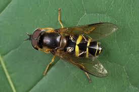 Attēlu rezultāti vaicājumam “Dasysyrphus tricinctus”