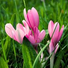 Image result for Herbstzeitlose