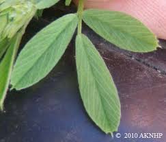 Attēlu rezultāti vaicājumam “Medicago sativa subsp. falcata”