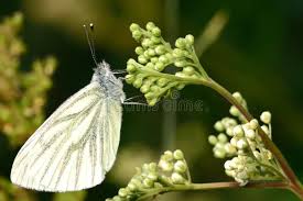 Attēlu rezultāti vaicājumam “Pieris napi underside”