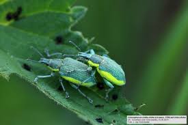 Attēlu rezultāti vaicājumam “Chlorophanus viridis”