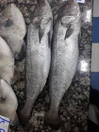 Image result for Argyrosomus regius