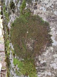 Attēlu rezultāti vaicājumam “Frullania dilatata”