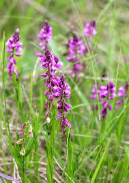 Attēlu rezultāti vaicājumam “Polygala comosa leaf”