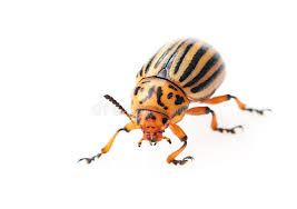 Attēlu rezultāti vaicājumam “Leptinotarsa decemlineata”