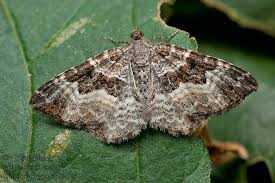 Attēlu rezultāti vaicājumam “Epirrhoe”