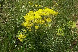 Image result for Isatis tinctoria