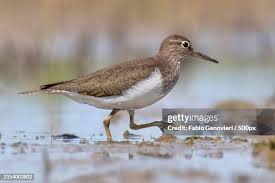 Attēlu rezultāti vaicājumam “Calidris maritima adult”