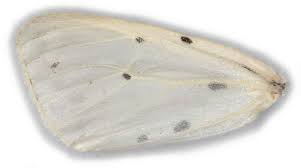 Attēlu rezultāti vaicājumam “Diaphora mendica female”