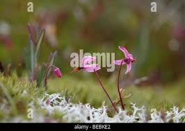 Attēlu rezultāti vaicājumam “Oxycoccus flower”